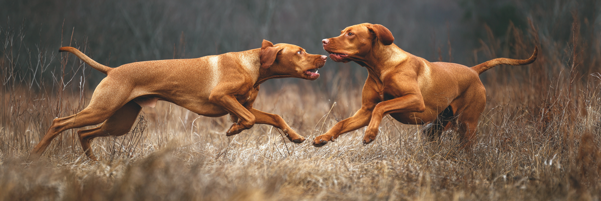 Vizsla life span
