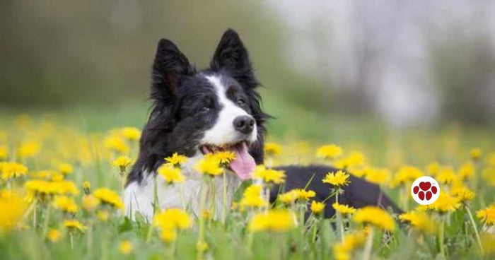 CBD can help improve dog's health
