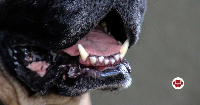 Ways to get rid dog's stinky breath