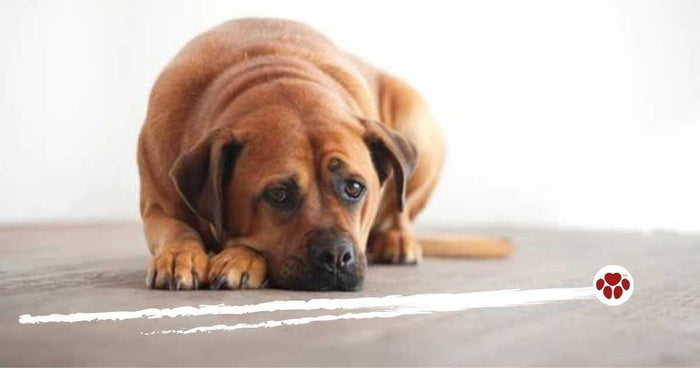 How to help dogs with anxiety