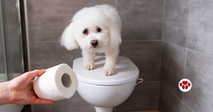 How to make a dog poop