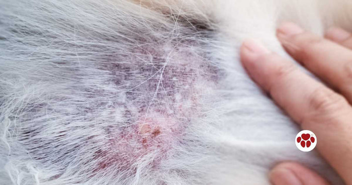 Black spots on dog's skin