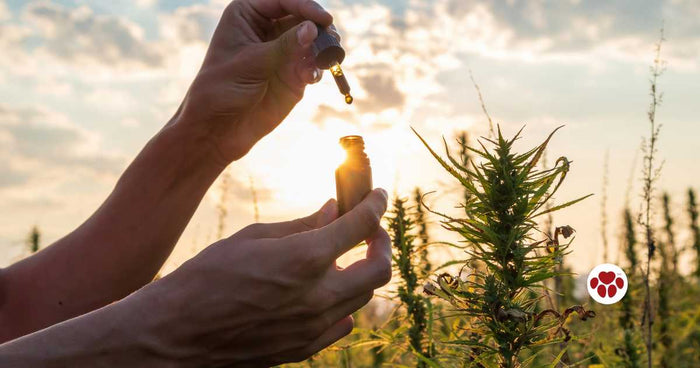 What CBD oil does for dogs