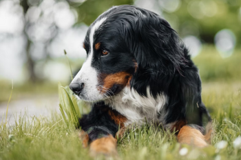 CBD for Post-Injury Pain in Dogs