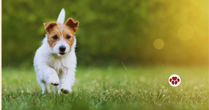 What Is CBD Oil For Dogs?