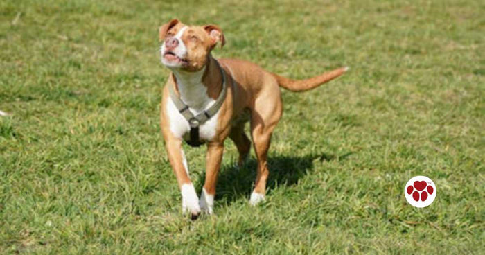 Life expectancy for pit bulls