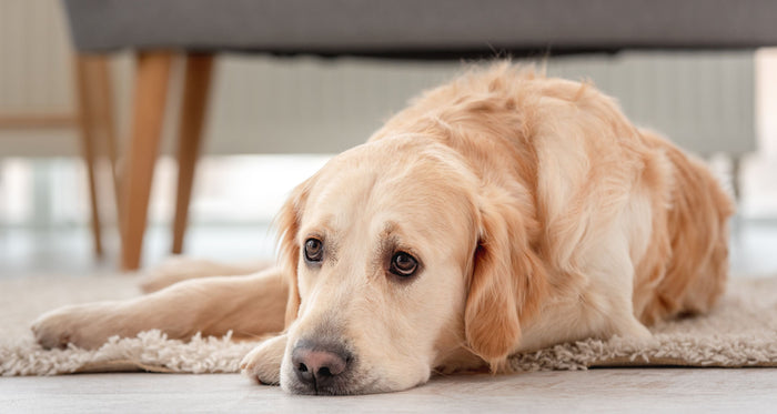 What to give a dog for upset stomach home remedies