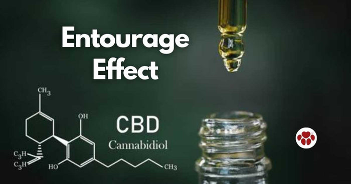 Entourage effect of CBD oil for dogs