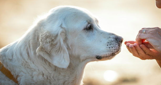 Natural Joint Support for Dogs with Hip Dysplasia