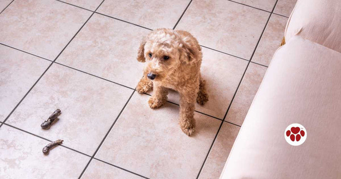 Why Do Dogs Eat Poop?