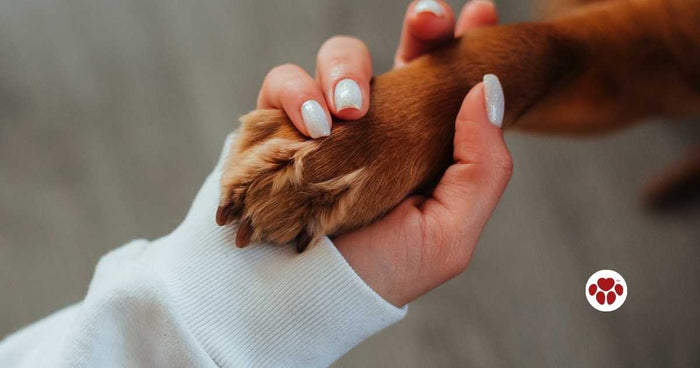 Reasons why dogs lick their paws