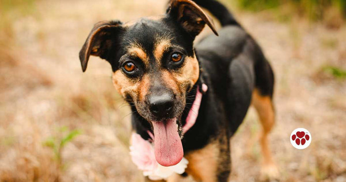 Why do dogs stick their tongue out?