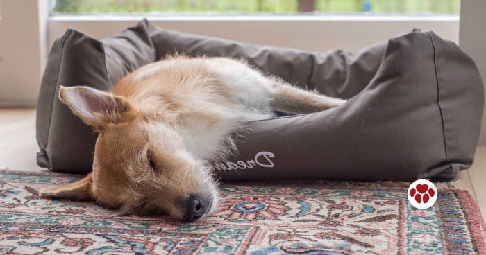 Bedwetting dog laying down on dog bed