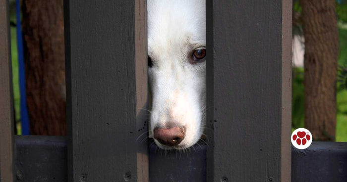 Why Dogs Don't Want To Go Outdoors