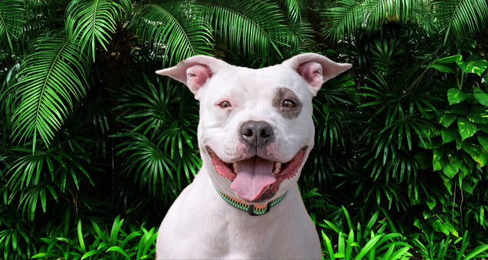 Why is your dog chewing on paws