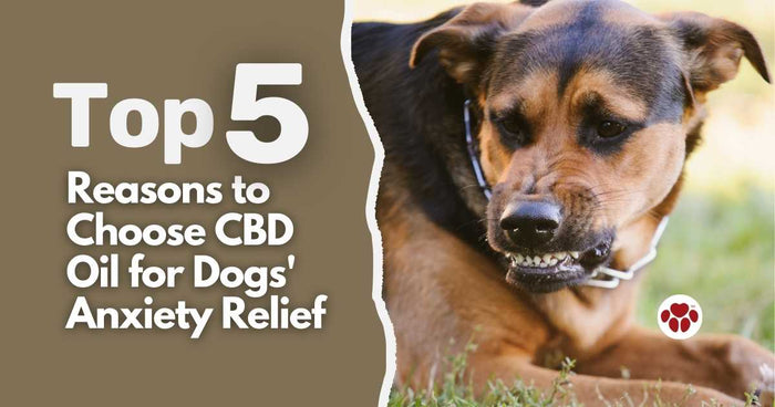 Veterinarians choose CBD oil for dog's anxiety