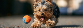 Yorkshire Terrier Life Span