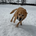 A tan dog runs energetically across a snow-covered field, with trees and a cloudy sky in the background.