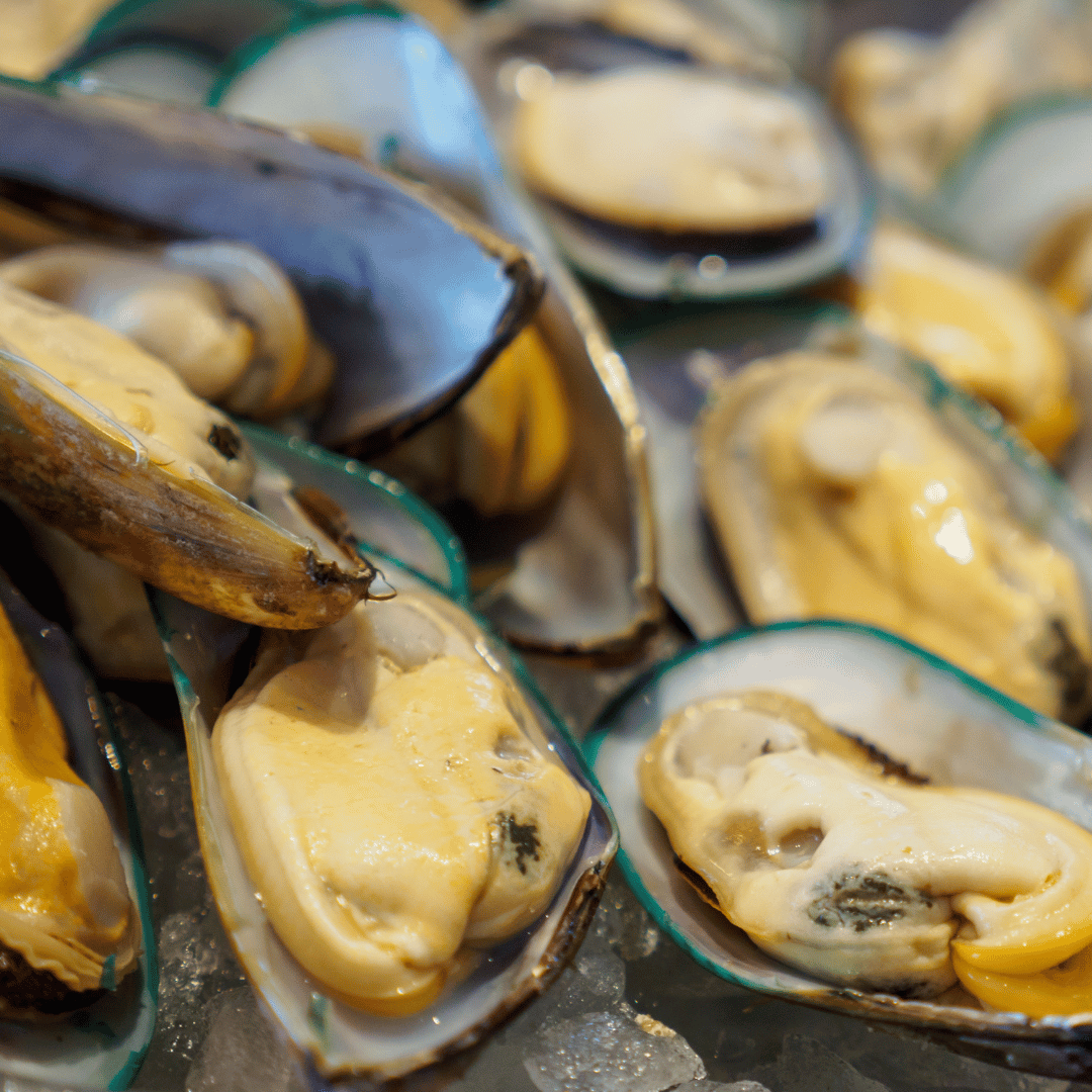 Green Lipped Mussel.png