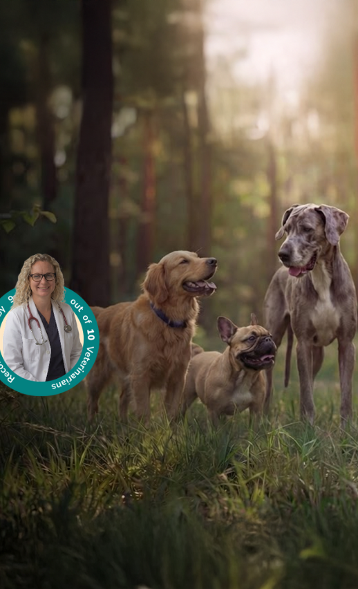 Three dogs—a golden retriever, a French bulldog, and a Great Dane—stand together in a sunlit forest. In the lower left corner, there is a circular inset photo of a smiling veterinarian with a stethoscope.