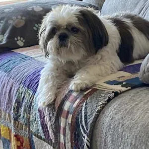 Donna H.'s dog Bentley on the couch