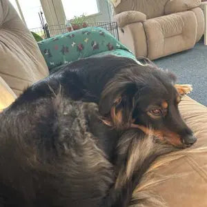 Lori J.'s dog Quincy curled up asleep