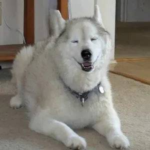 Erin H.'s dog relaxing at home