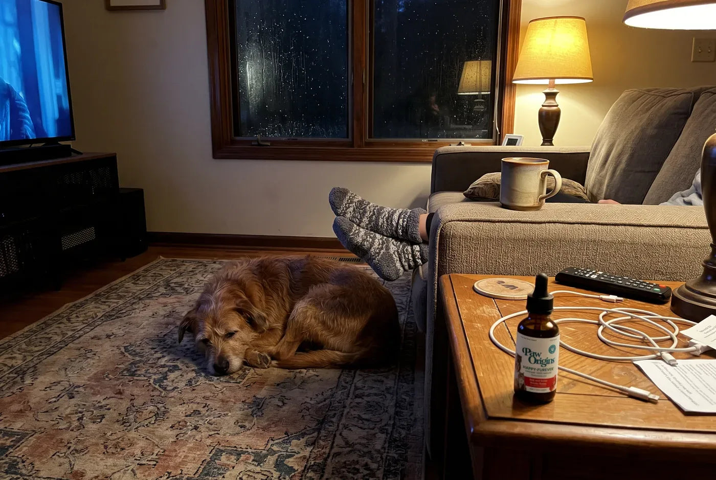 A mid-sized rescue dog asleep on a living-room rug at night, lamp on, rain streaking the window behind, owner's slippere