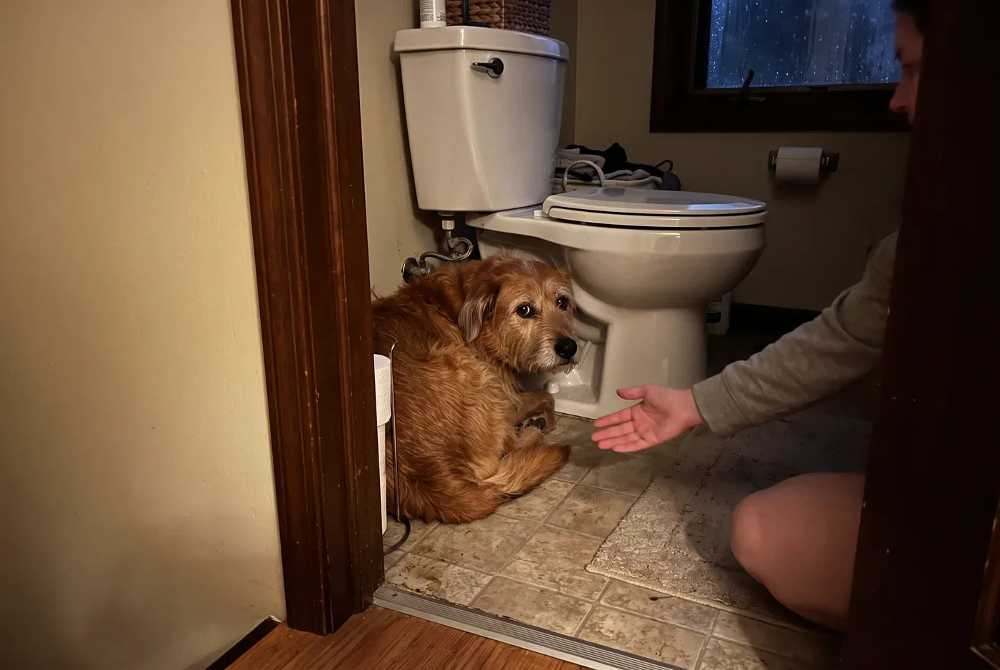 An anxious dog pressed into the gap behind a toilet in a dim bathroom, owner kneeling in the doorway holding out a hand;