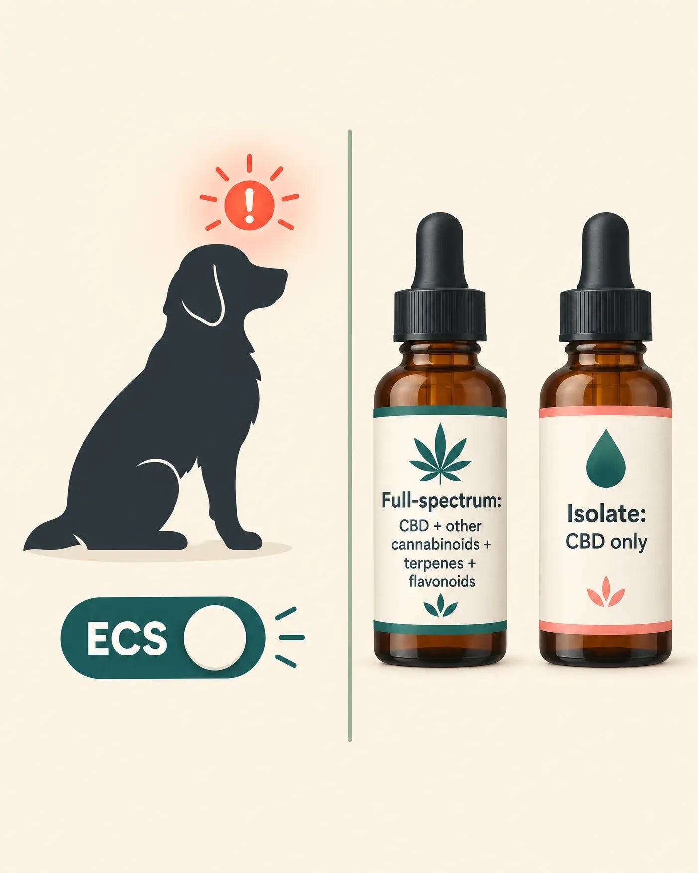 Graphic: a simple labeled diagram of a dog silhouette with a glowing 