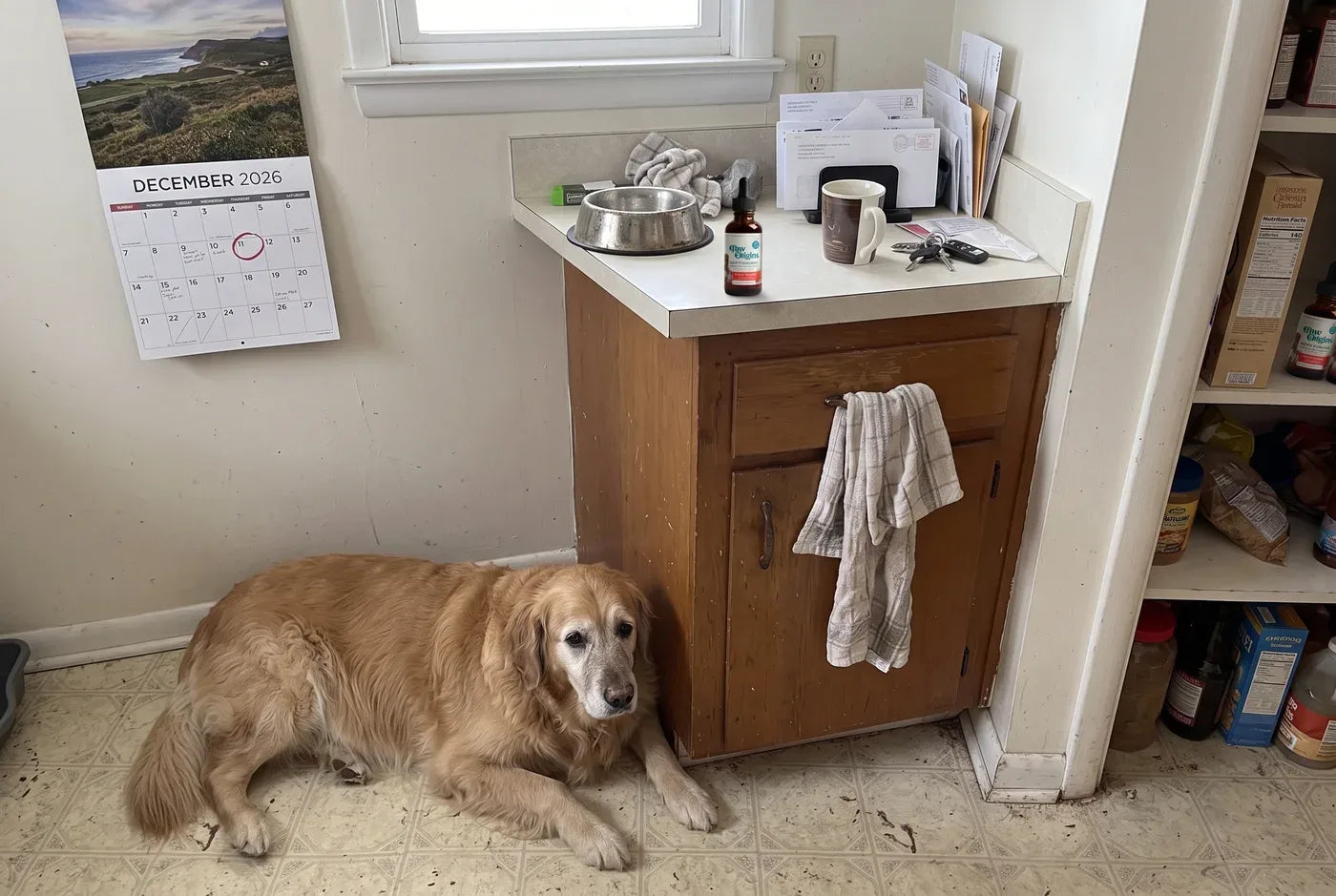 Photographic: morning kitchen counter, an amber dropper bottle beside a dog bowl, a wall calendar behind it turned to De