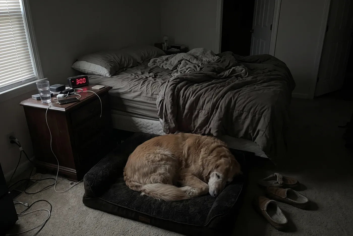 Photographic: a dog curled asleep on a dog bed beside a made human bed in a dim bedroom, a bedside clock glowing at 3:00