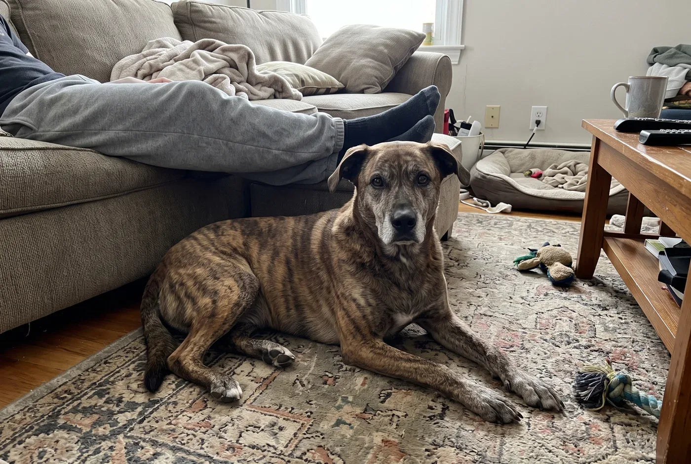 Photographic: a relaxed medium-sized rescue dog lying on a living-room rug, head up, soft eyes, owner's legs visible on 