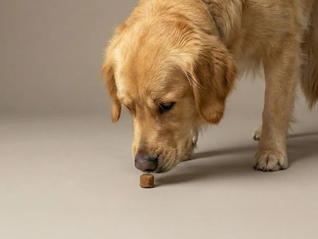 A golden retriever taking a soft chew from the floor