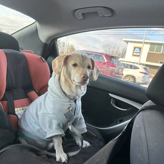 Julie H.’s dog