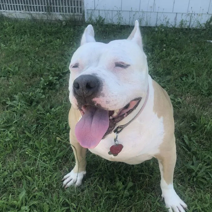 Jazzy, a Happy-Furever customer’s dog