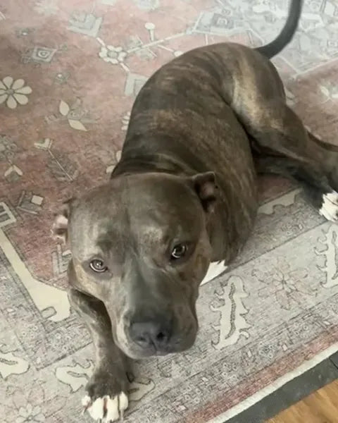 Gigi