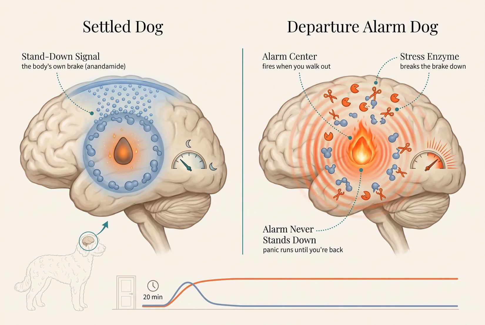 Anatomy illustration comparing a settled dog, whose alarm center is dialed down by the stand-down signal, with a Departure Alarm dog, whose alarm never stands down