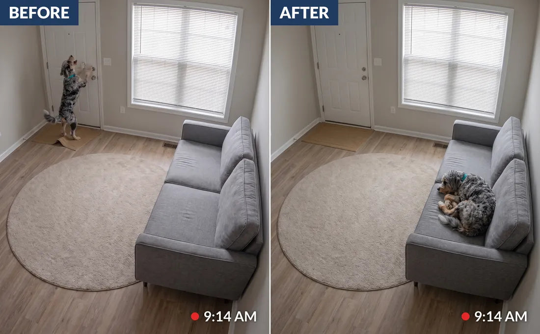 Before and after pet camera frames at 9:14 AM: a blue merle Aussiedoodle scratching at the front door, then the same dog asleep on the couch