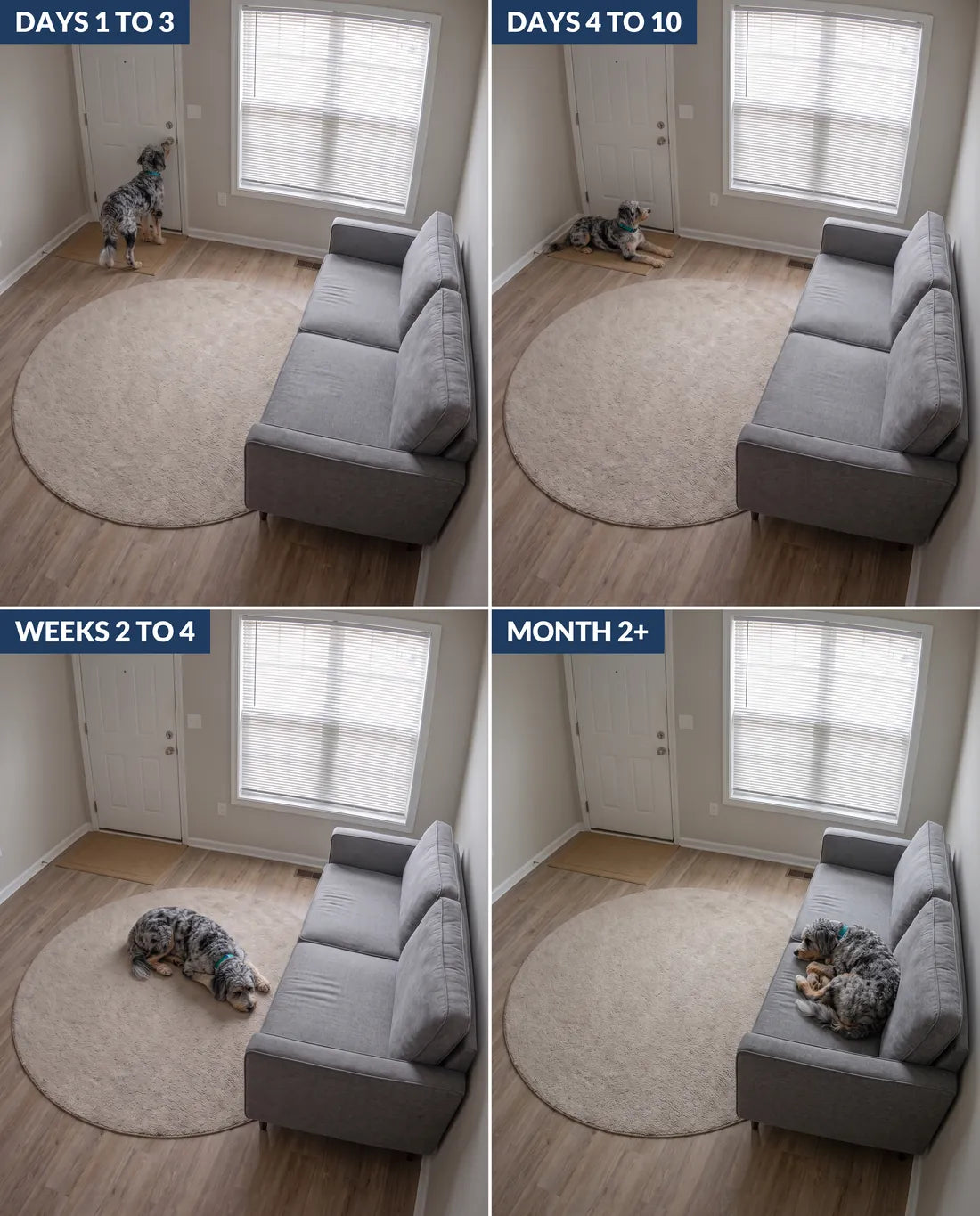 Four pet camera frames of the same blue merle Aussiedoodle: waiting at the front door, lying by the door watching, lying on the rug, and asleep on the couch